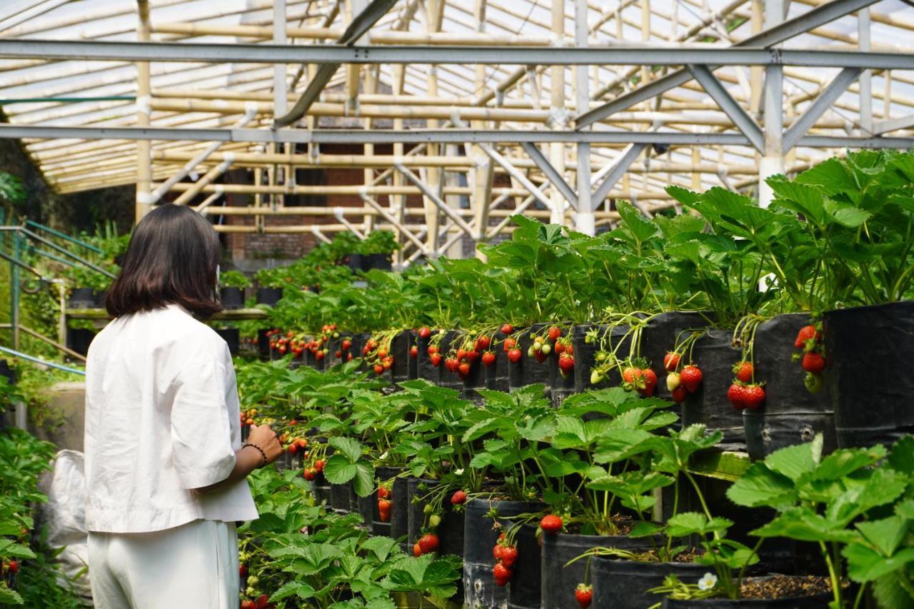 Rumah Stroberi Organic Farm & Family Lodge 렘뱅 외부 사진