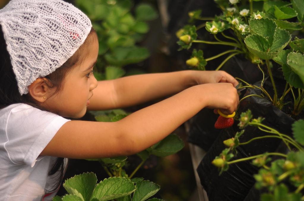 Rumah Stroberi Organic Farm & Family Lodge 렘뱅 외부 사진